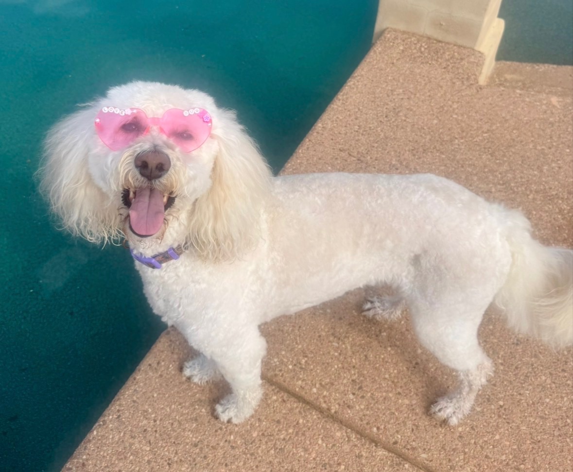 Ivy the Golden Doodle