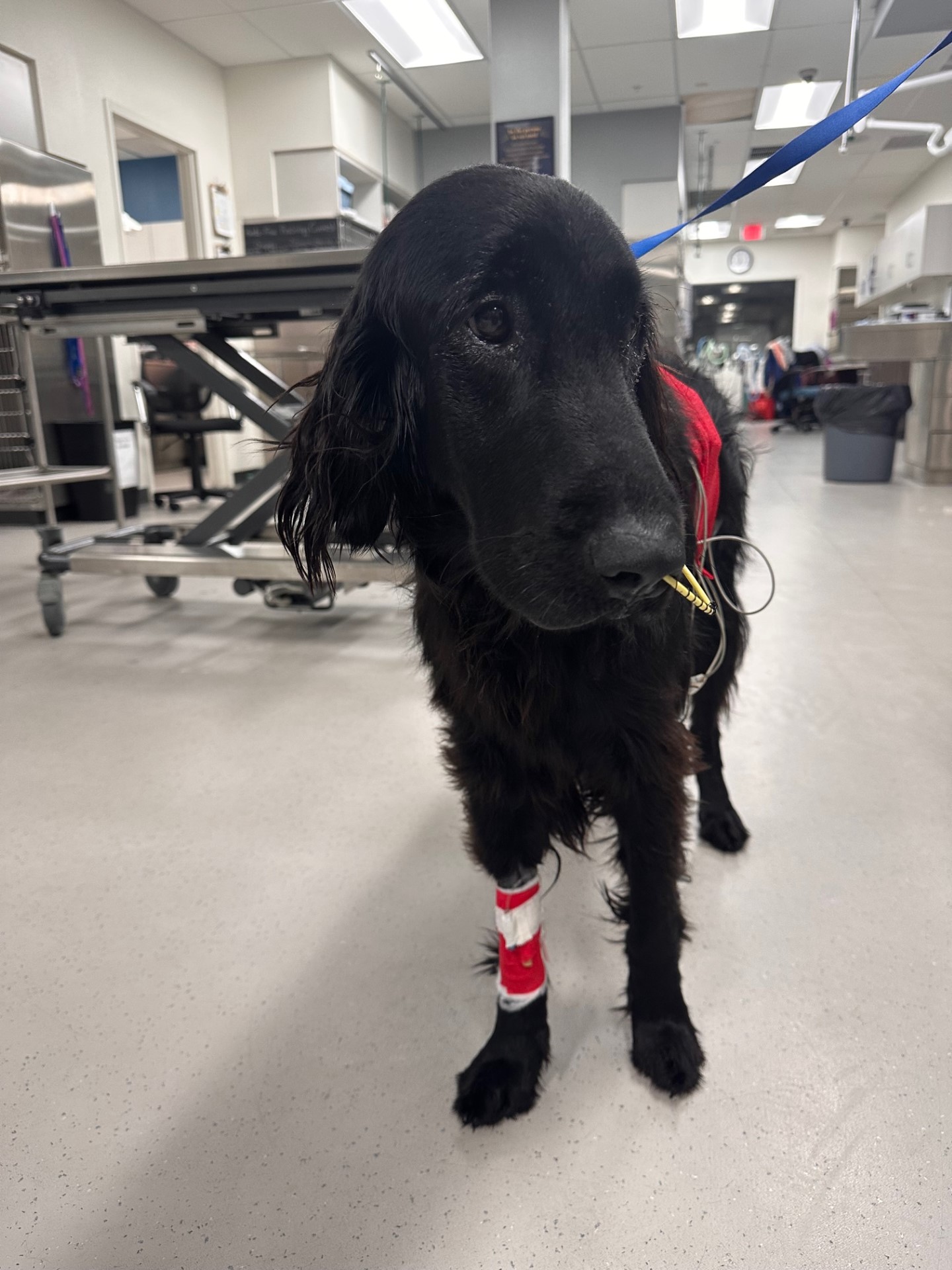 Nessee right after her emergency surgery